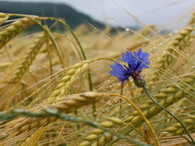 Fondo de pantalla Wheat And Blue Flower 640x480