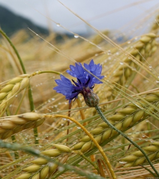 Kostenloses Wheat And Blue Flower Wallpaper für iPad 3