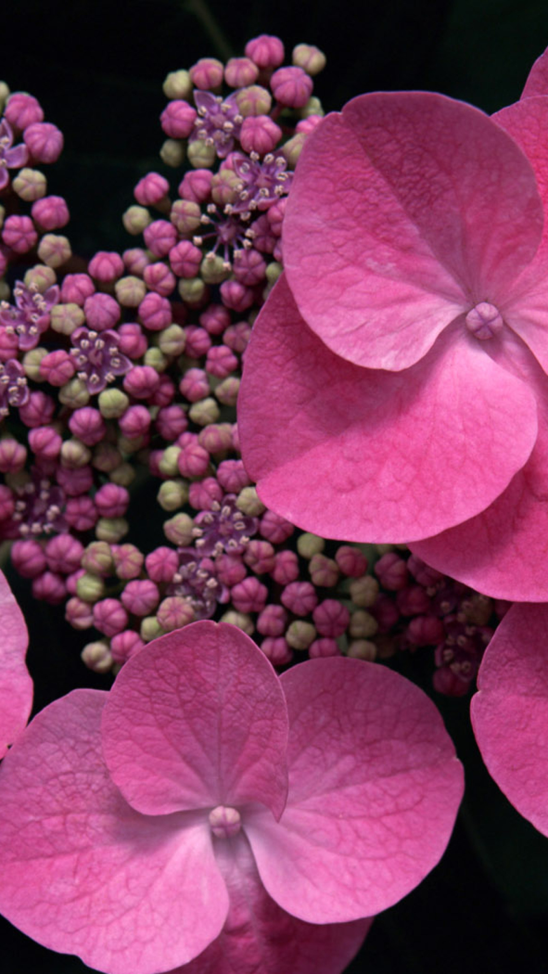 Screenshot №1 pro téma Pink Flowers 1080x1920