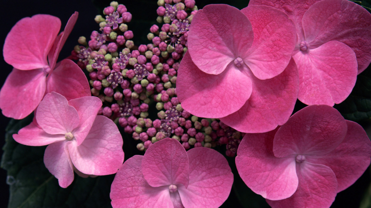 Screenshot №1 pro téma Pink Flowers 1280x720