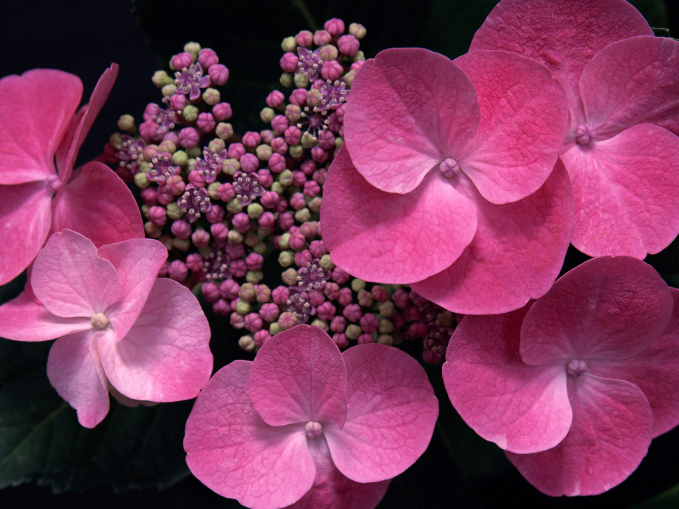 Screenshot №1 pro téma Pink Flowers 1400x1050