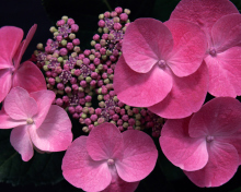 Screenshot №1 pro téma Pink Flowers 220x176
