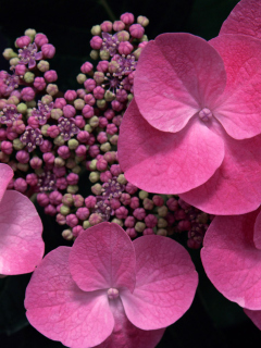 Pink Flowers screenshot #1 240x320