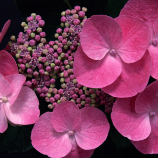 Pink Flowers - Obrázkek zdarma pro 1024x1024
