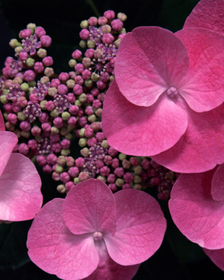 Pink Flowers - Obrázkek zdarma pro 176x220