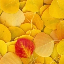 Screenshot №1 pro téma Red Leaf On Yellow Leaves 128x128