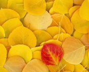 Red Leaf On Yellow Leaves wallpaper 176x144