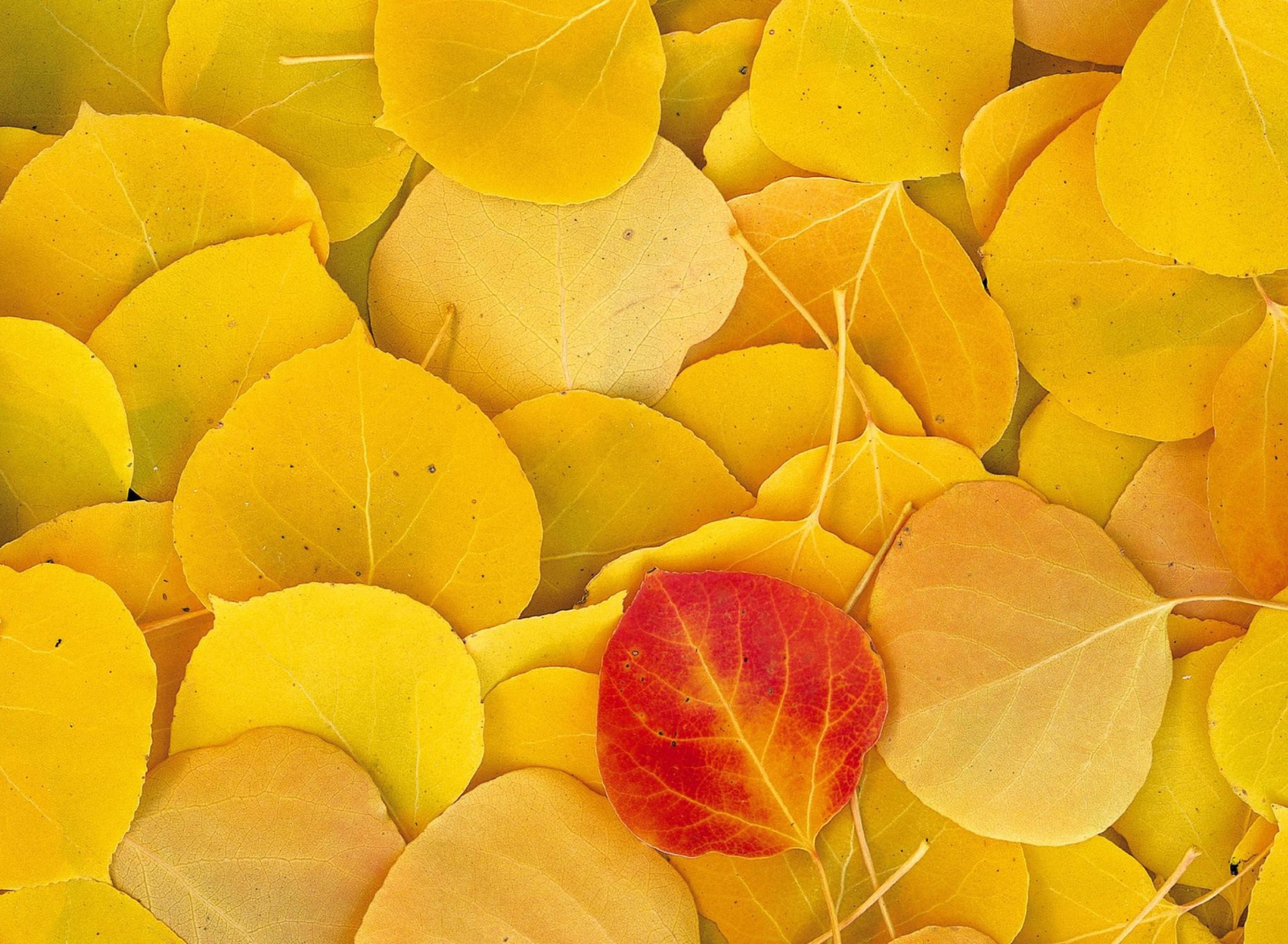 Обои Red Leaf On Yellow Leaves 1920x1408