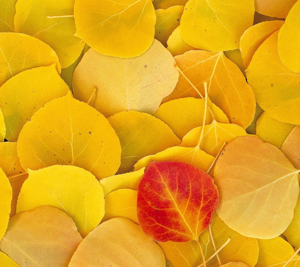 Das Red Leaf On Yellow Leaves Wallpaper 960x854