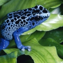 Обои Blue Frog 128x128