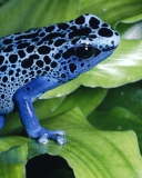 Fondo de pantalla Blue Frog 128x160