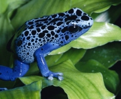 Обои Blue Frog 176x144