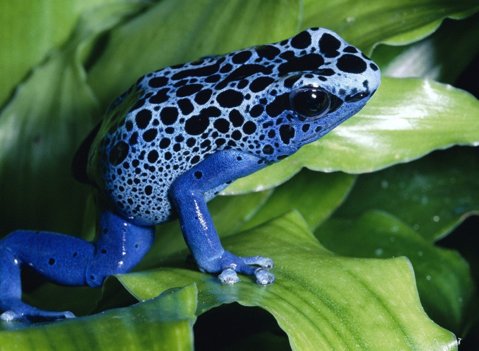 Fondo de pantalla Blue Frog 1920x1408