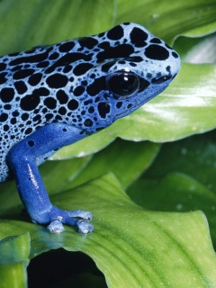 Das Blue Frog Wallpaper 240x320