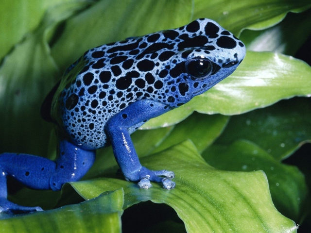 Blue Frog wallpaper 640x480