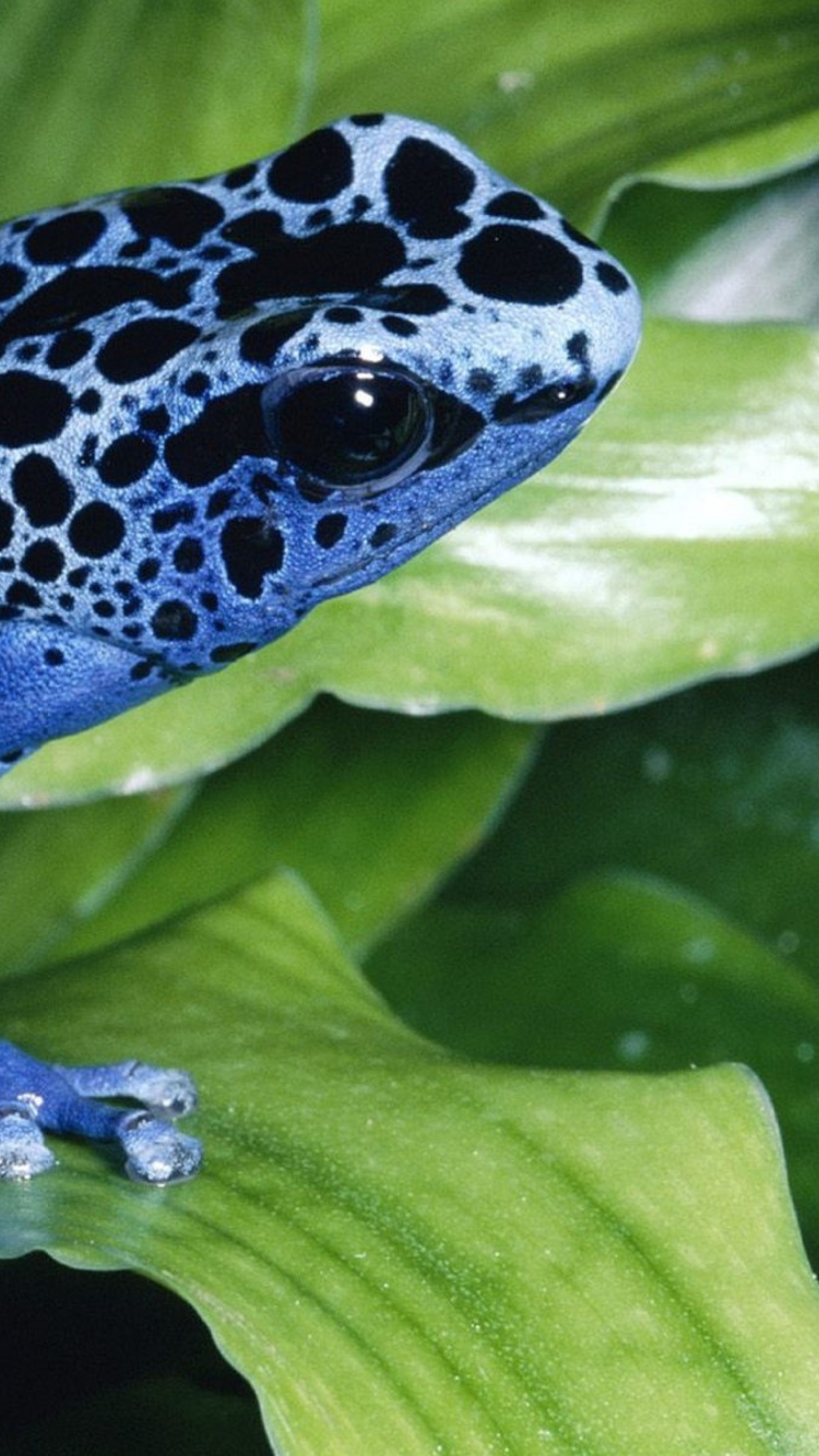 Fondo de pantalla Blue Frog 750x1334