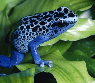 Kostenloses Blue Frog Wallpaper für 128x128