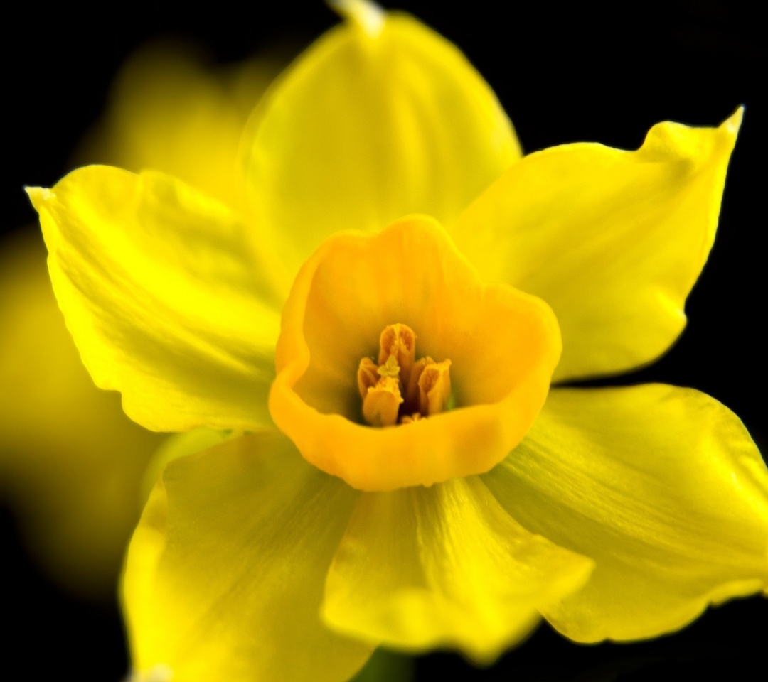 Fondo de pantalla Yellow narcissus 1080x960