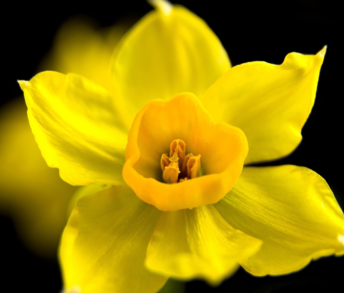 Fondo de pantalla Yellow narcissus 1200x1024