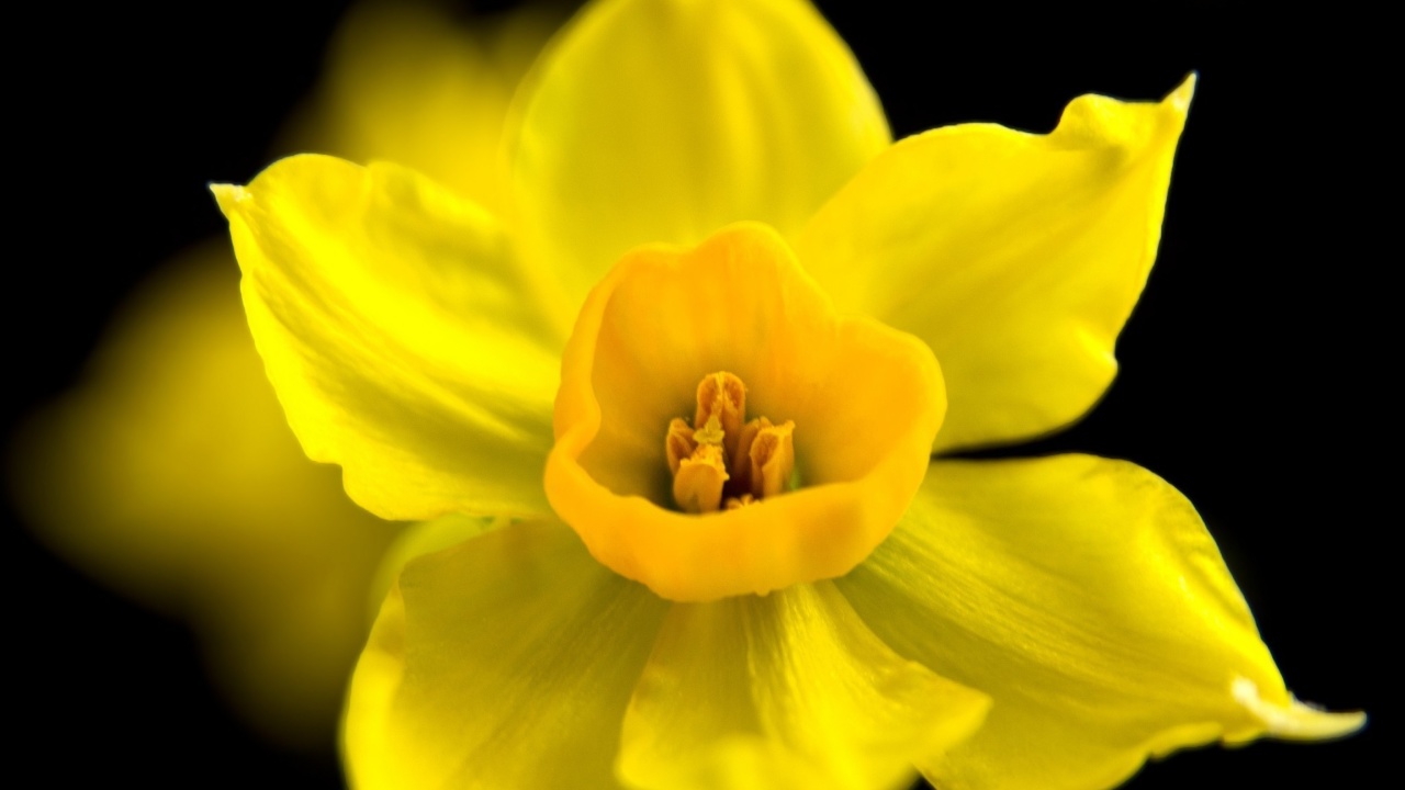 Yellow narcissus wallpaper 1280x720