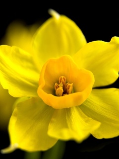 Обои Yellow narcissus 240x320