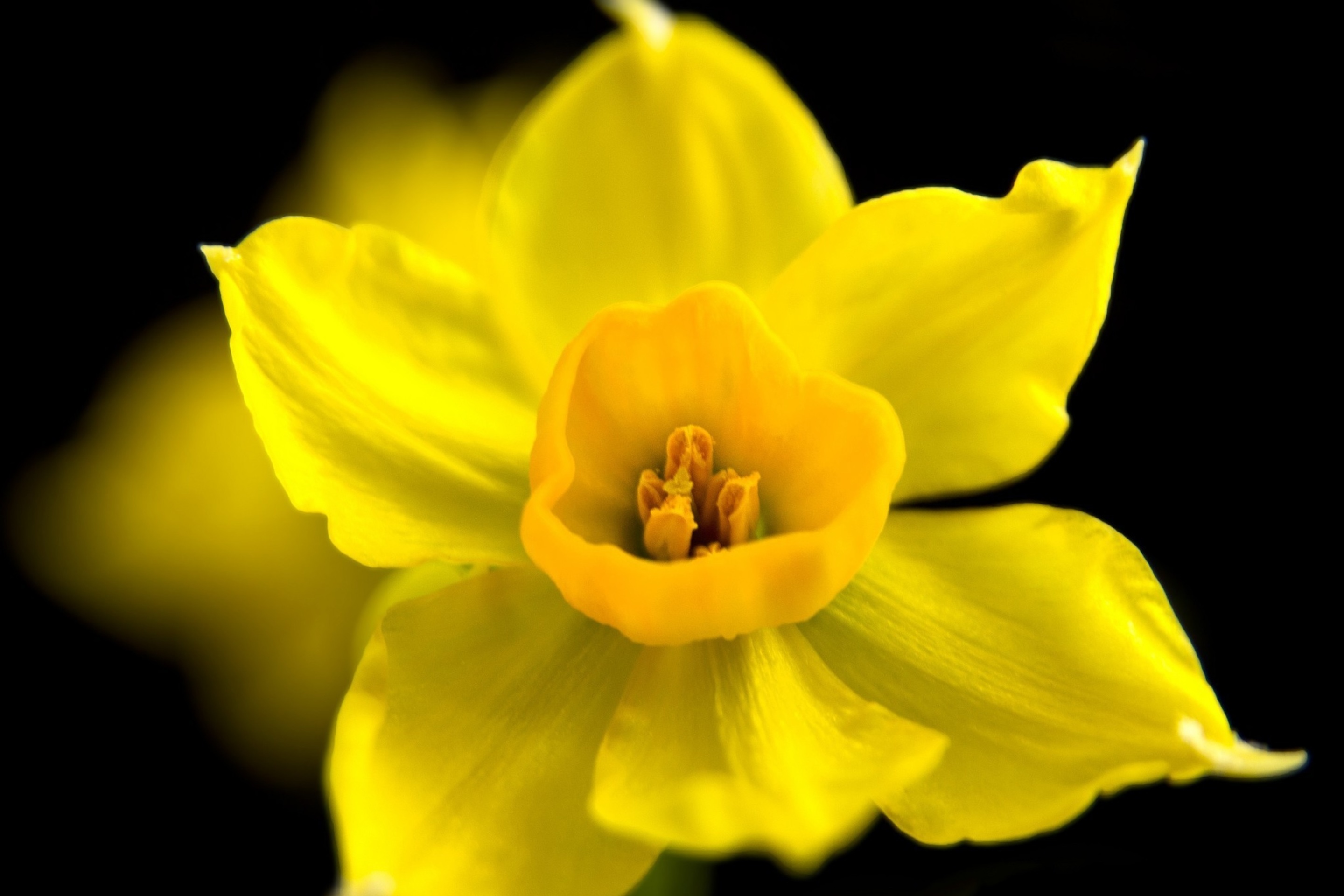 Обои Yellow narcissus 2880x1920