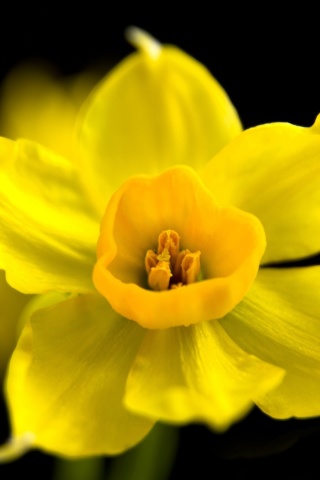 Yellow narcissus wallpaper 320x480