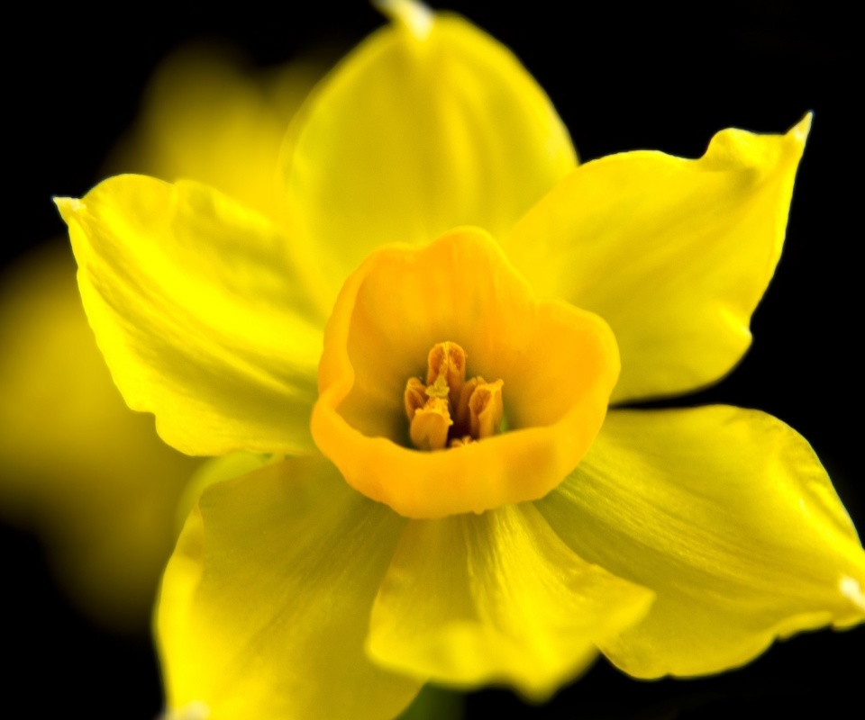 Screenshot №1 pro téma Yellow narcissus 960x800