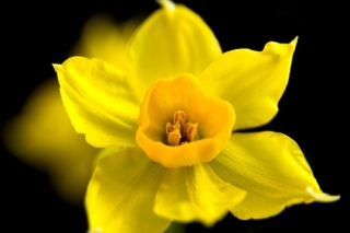 Yellow narcissus Background for Android, iPhone and iPad