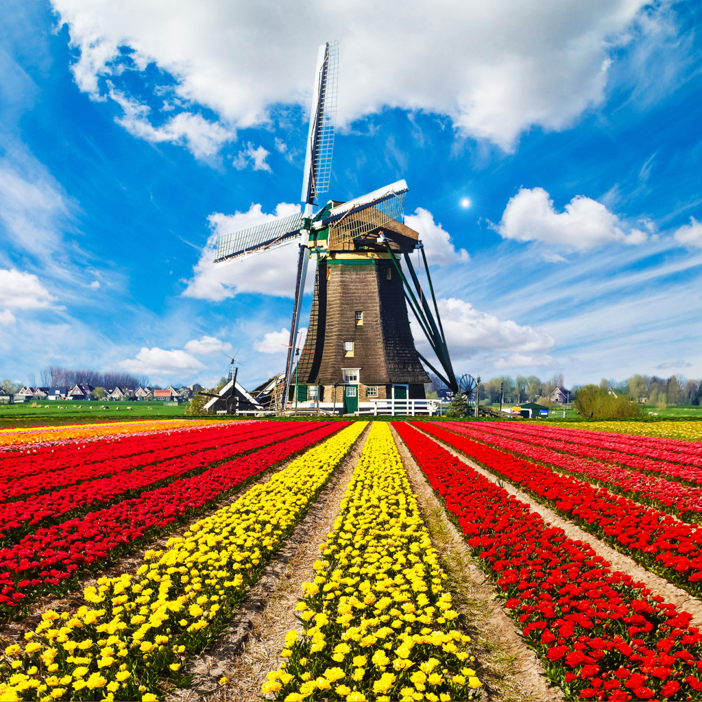 Обои Tulips Field In Holland HD 1024x1024