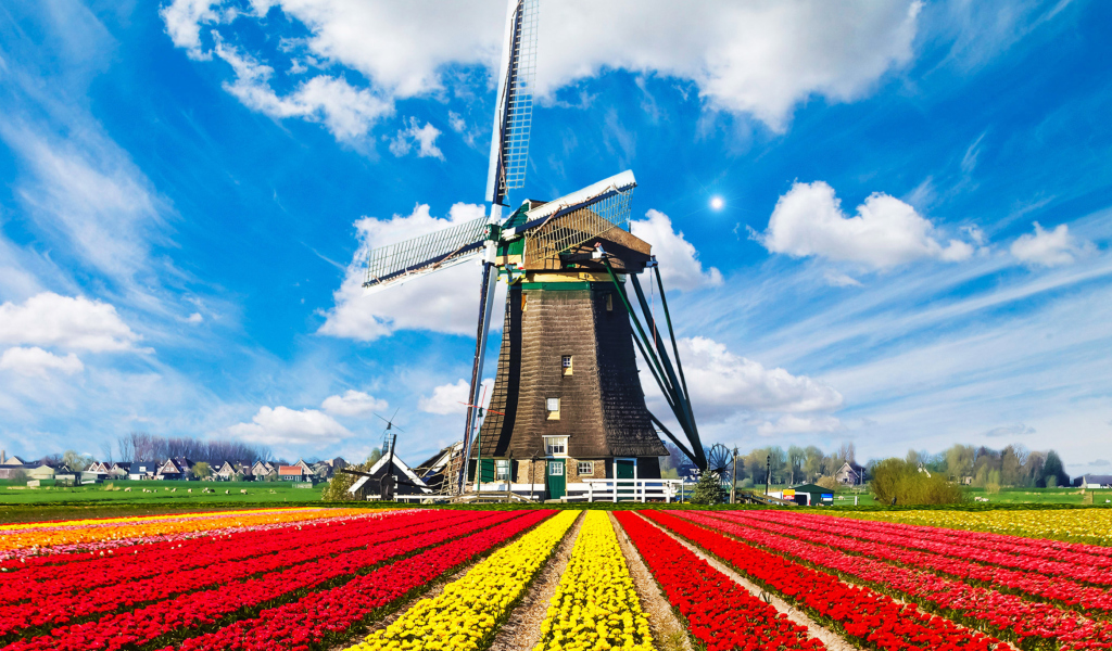 Обои Tulips Field In Holland HD 1024x600