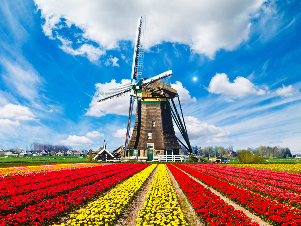 Fondo de pantalla Tulips Field In Holland HD 1024x768
