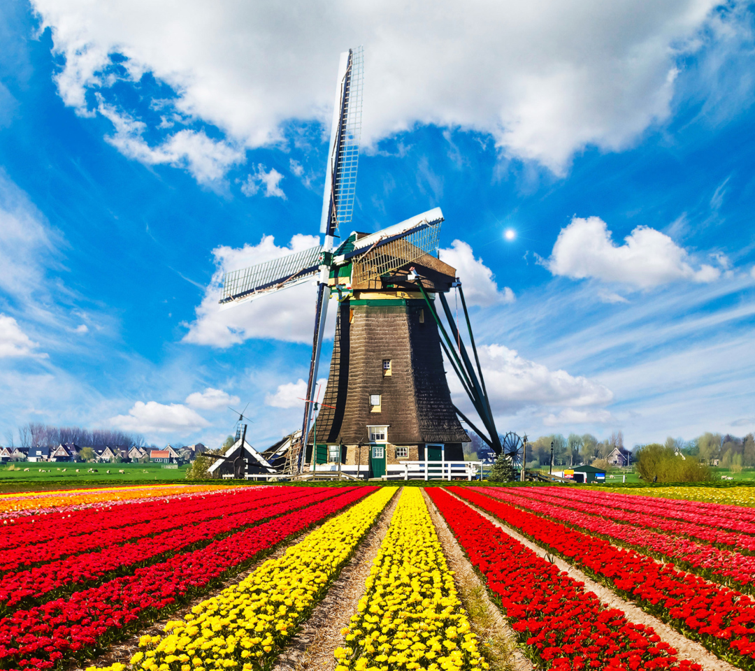Das Tulips Field In Holland HD Wallpaper 1080x960