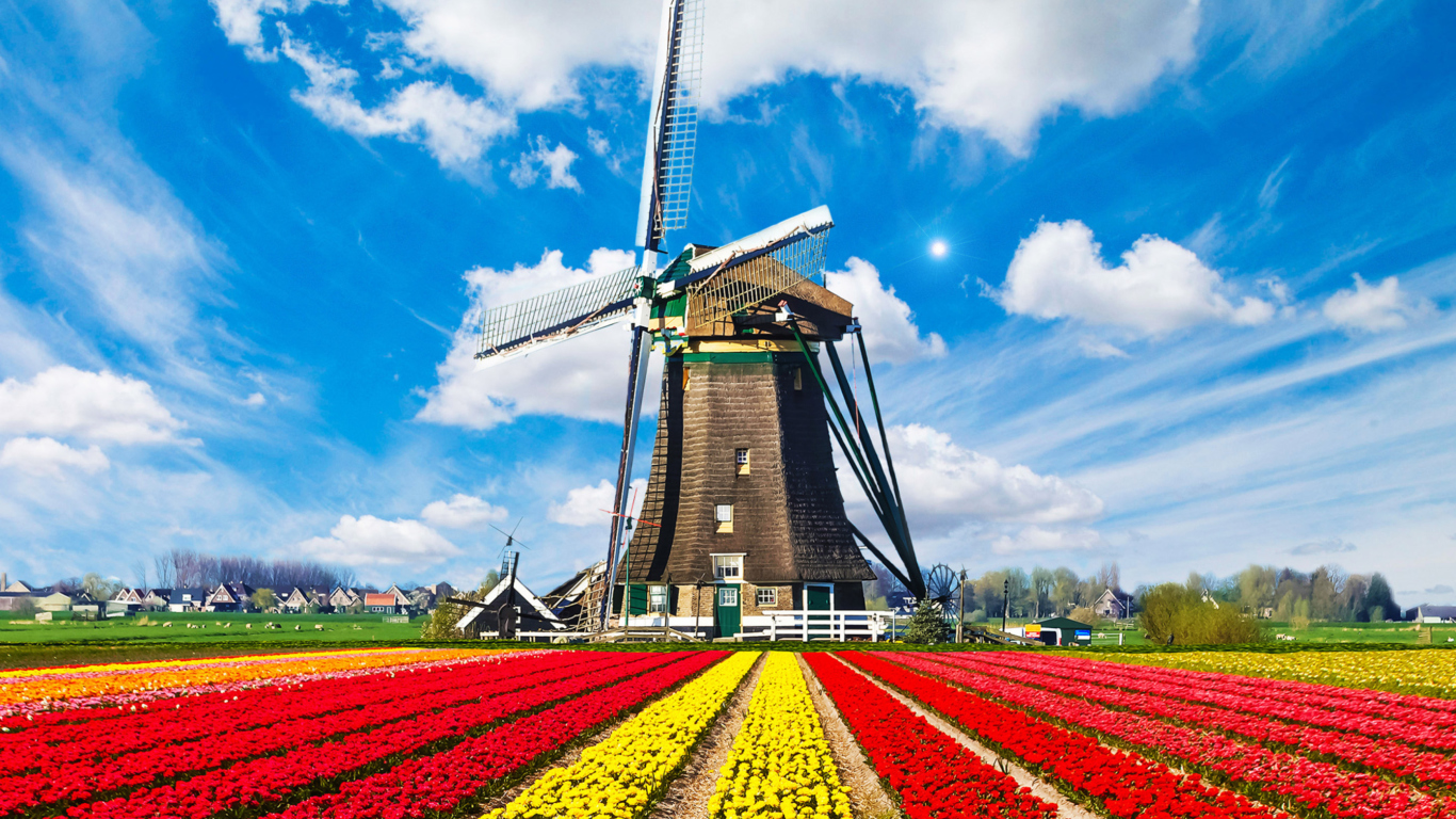 Sfondi Tulips Field In Holland HD 1366x768