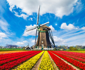 Screenshot №1 pro téma Tulips Field In Holland HD 176x144