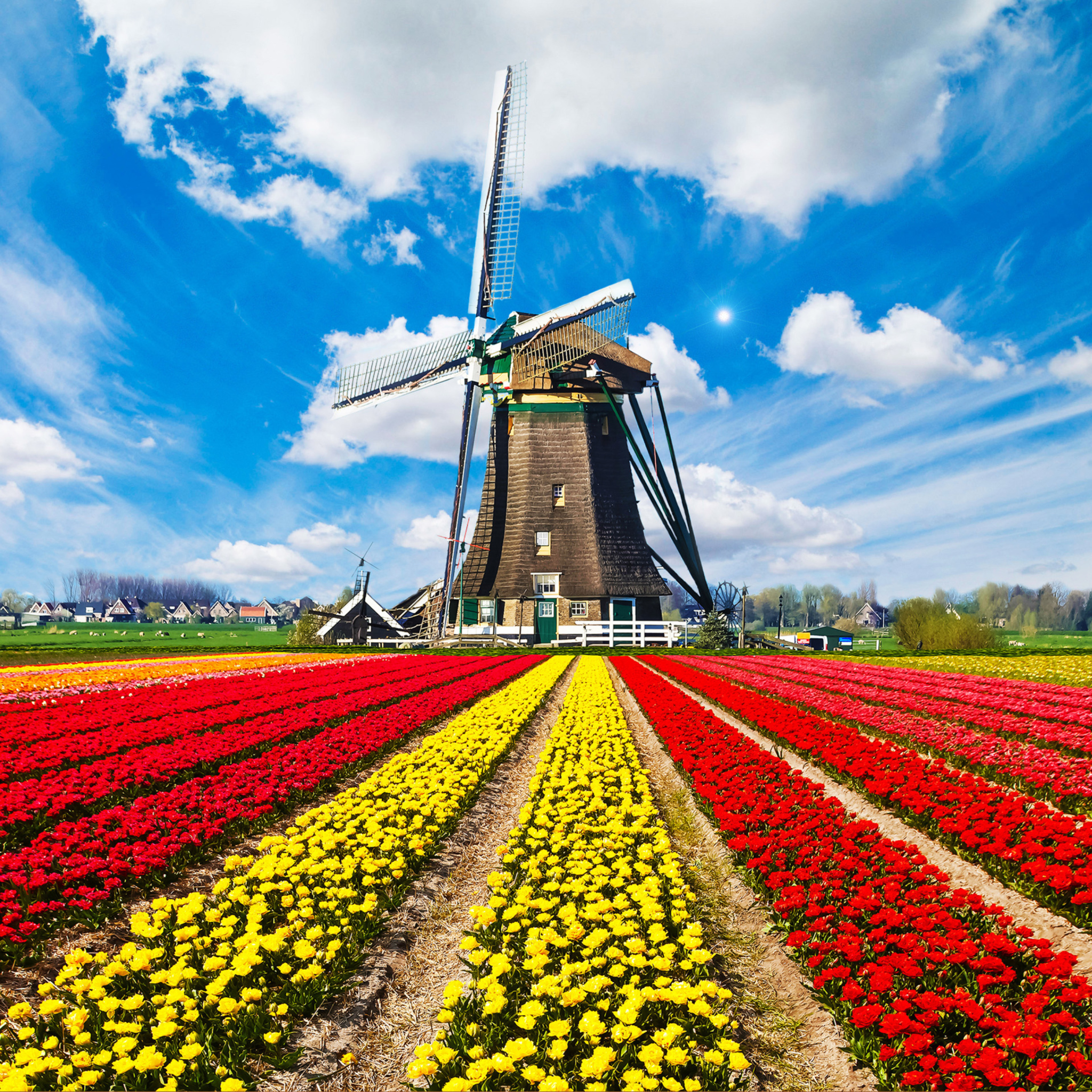 Обои Tulips Field In Holland HD 2048x2048