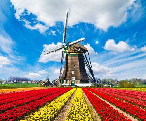 Das Tulips Field In Holland HD Wallpaper 480x400