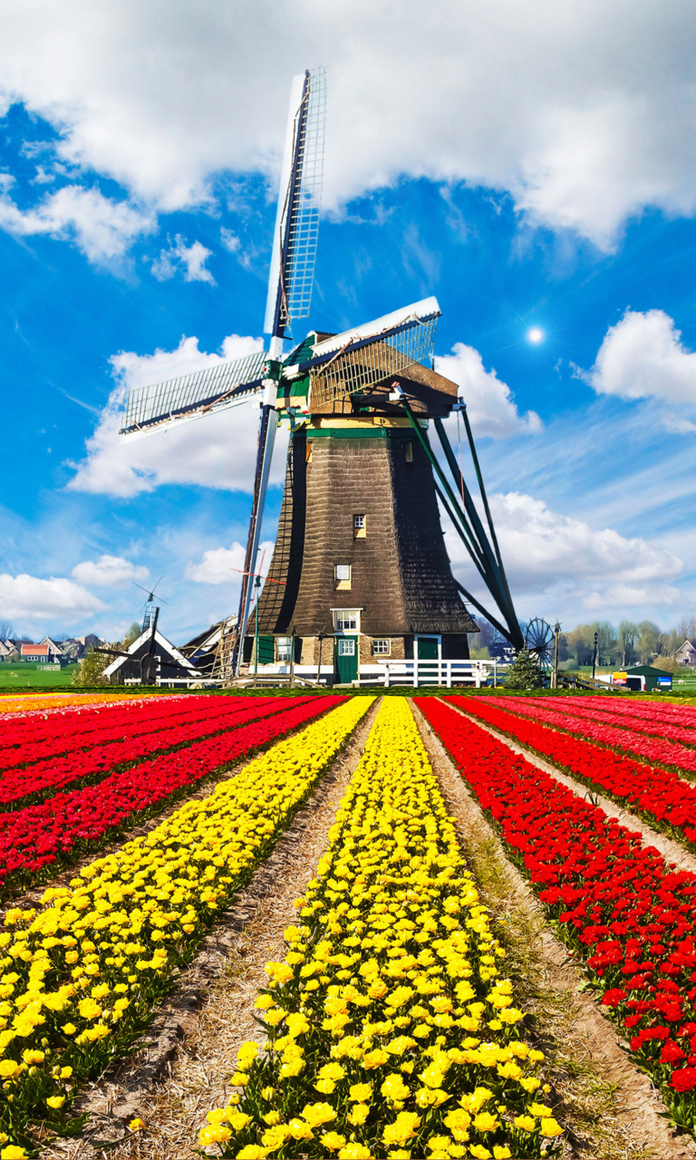 Обои Tulips Field In Holland HD 768x1280