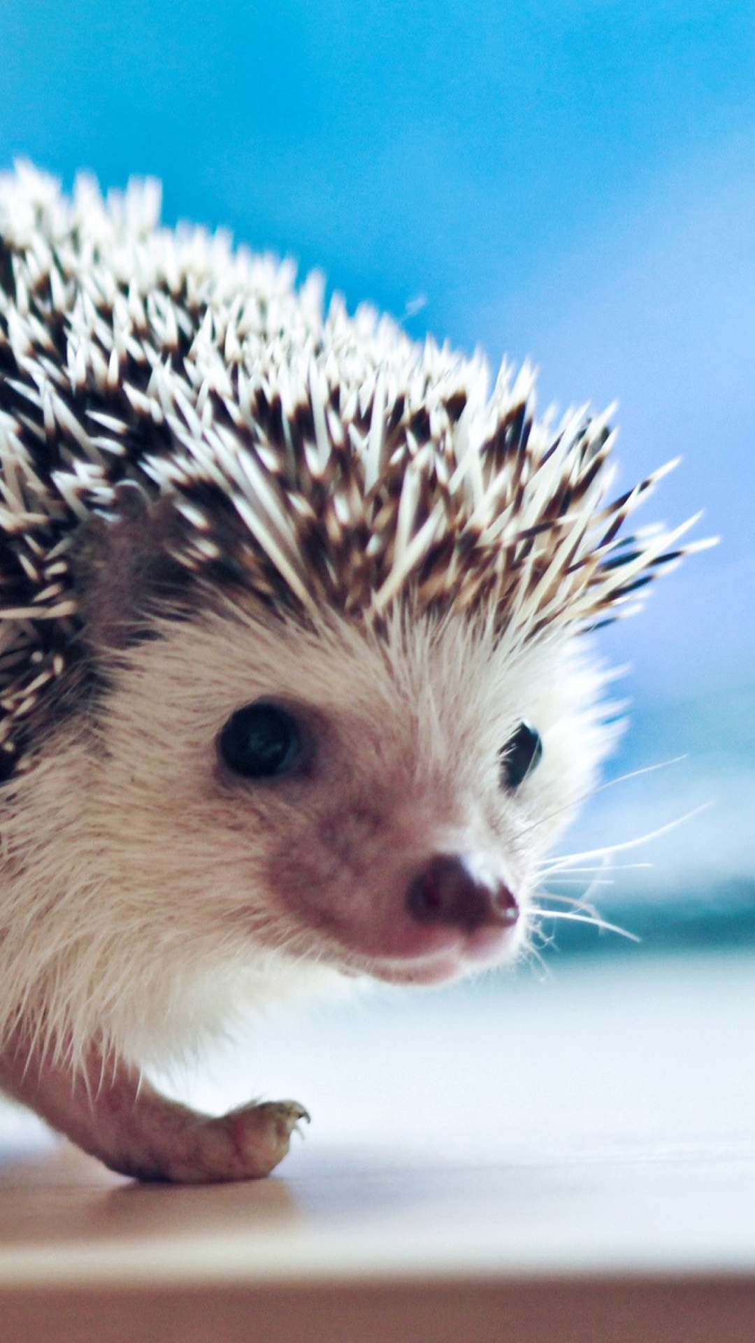 Cute Hedgehog screenshot #1 1080x1920