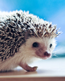 Screenshot №1 pro téma Cute Hedgehog 128x160