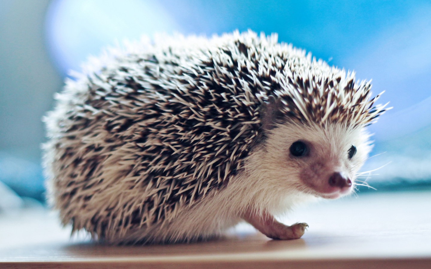 Screenshot №1 pro téma Cute Hedgehog 1440x900
