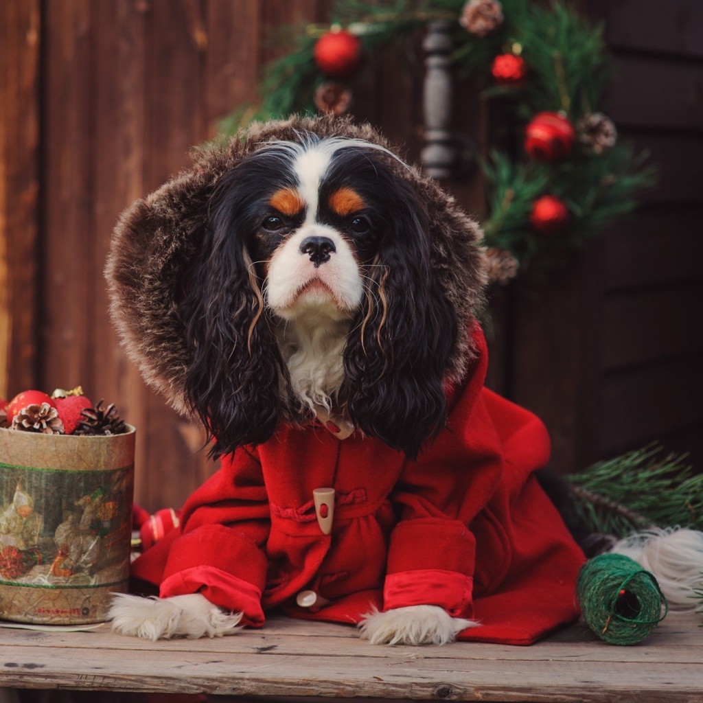 Обои Dog Cavalier King Charles Spaniel in Christmas Costume 1024x1024