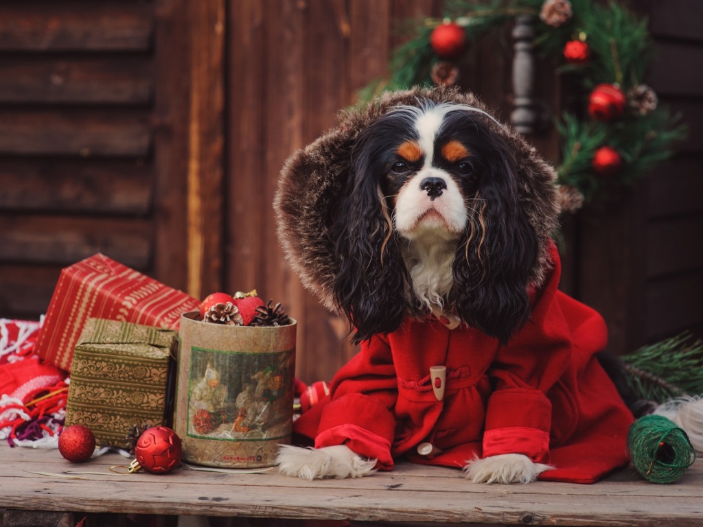 Обои Dog Cavalier King Charles Spaniel in Christmas Costume 1024x768