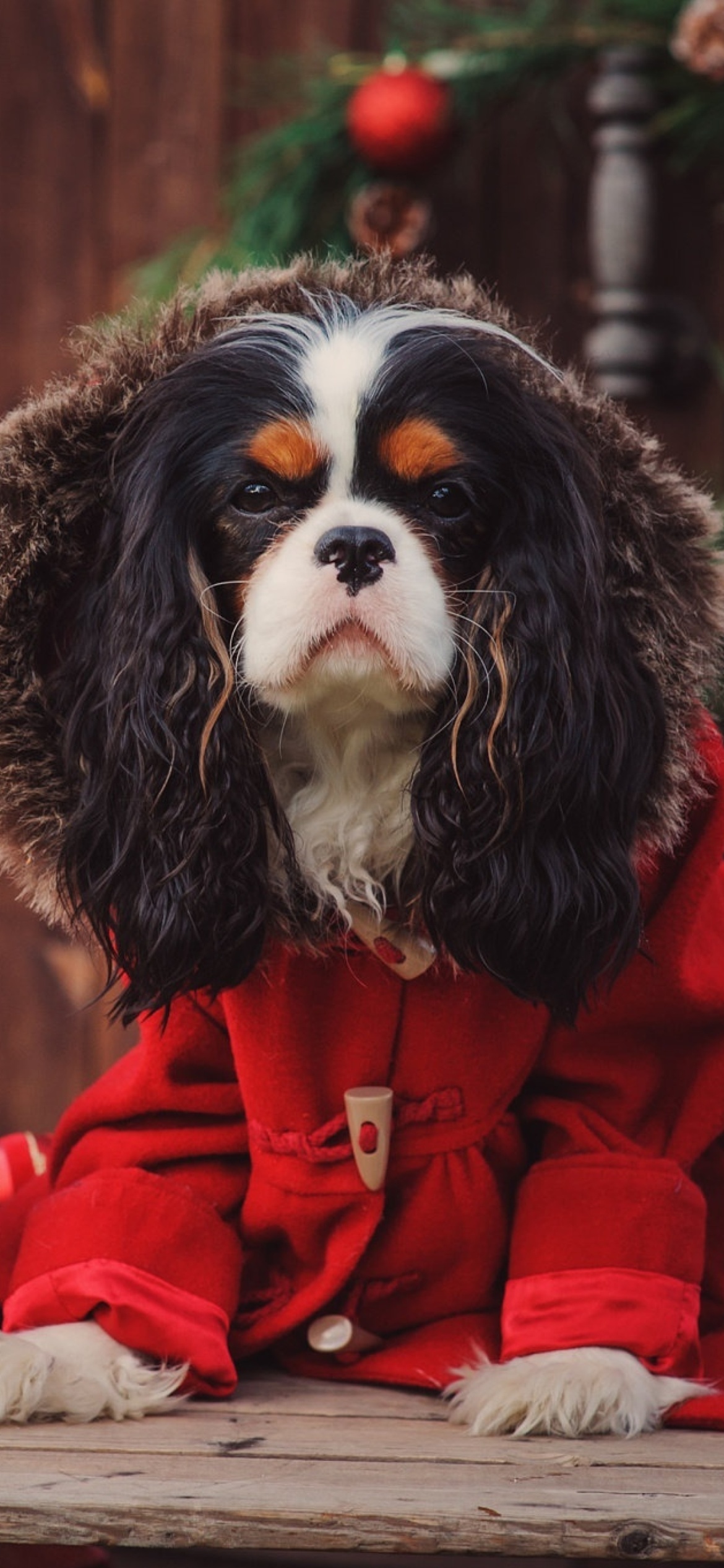 Обои Dog Cavalier King Charles Spaniel in Christmas Costume 1170x2532