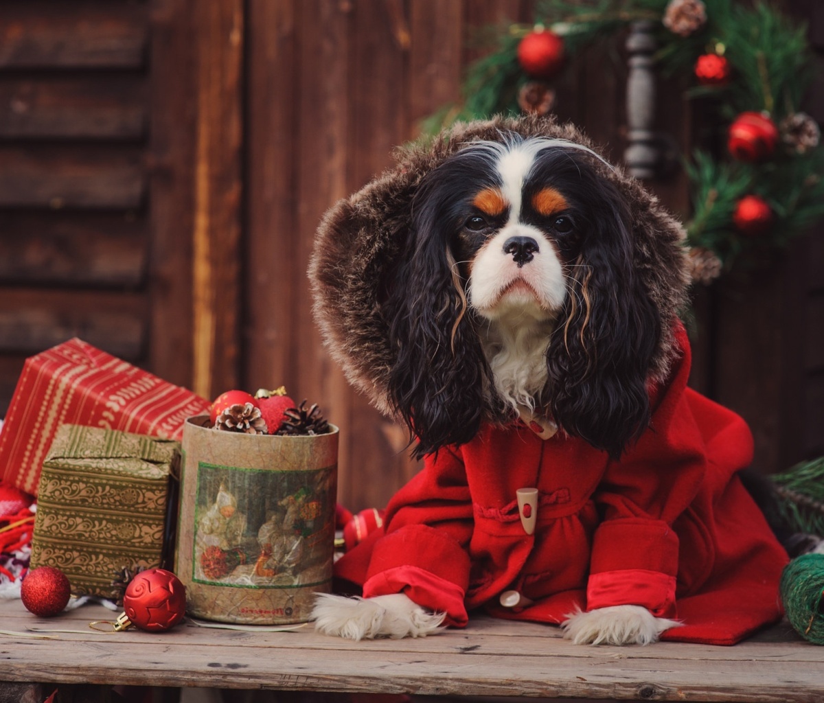 Обои Dog Cavalier King Charles Spaniel in Christmas Costume 1200x1024