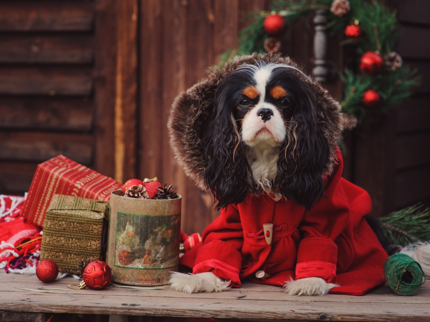 Обои Dog Cavalier King Charles Spaniel in Christmas Costume 1400x1050
