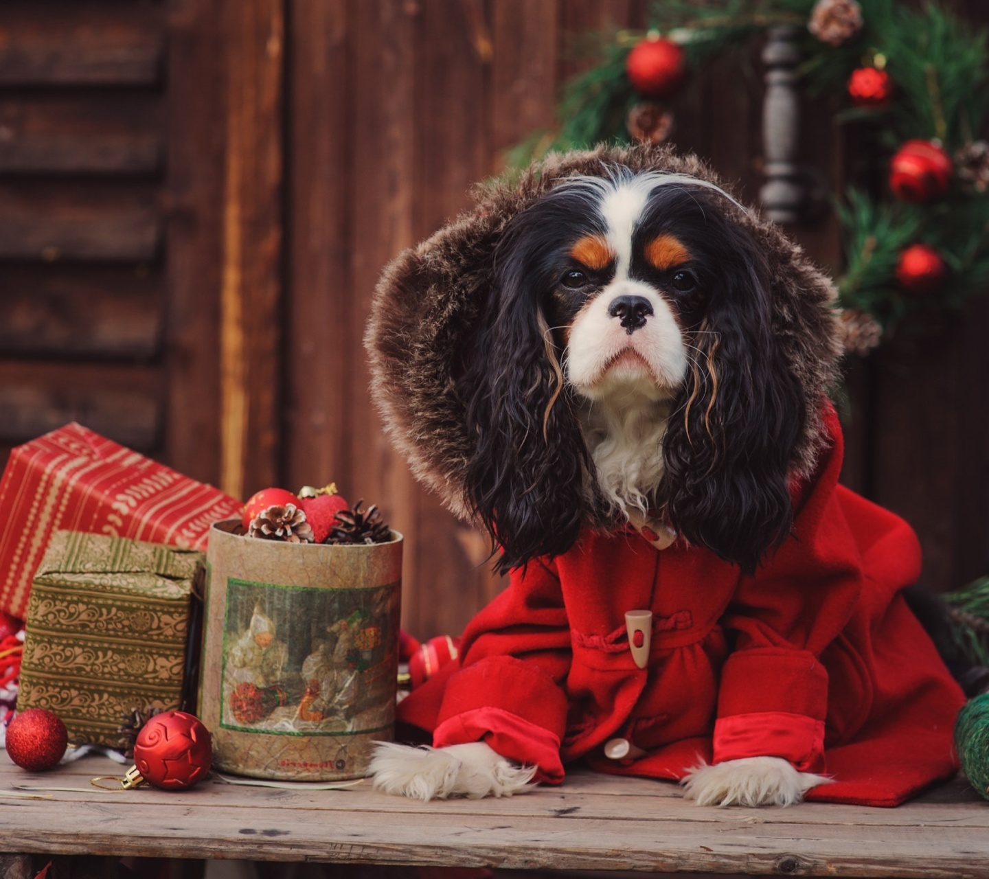 Обои Dog Cavalier King Charles Spaniel in Christmas Costume 1440x1280