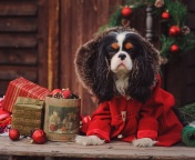 Обои Dog Cavalier King Charles Spaniel in Christmas Costume 176x144