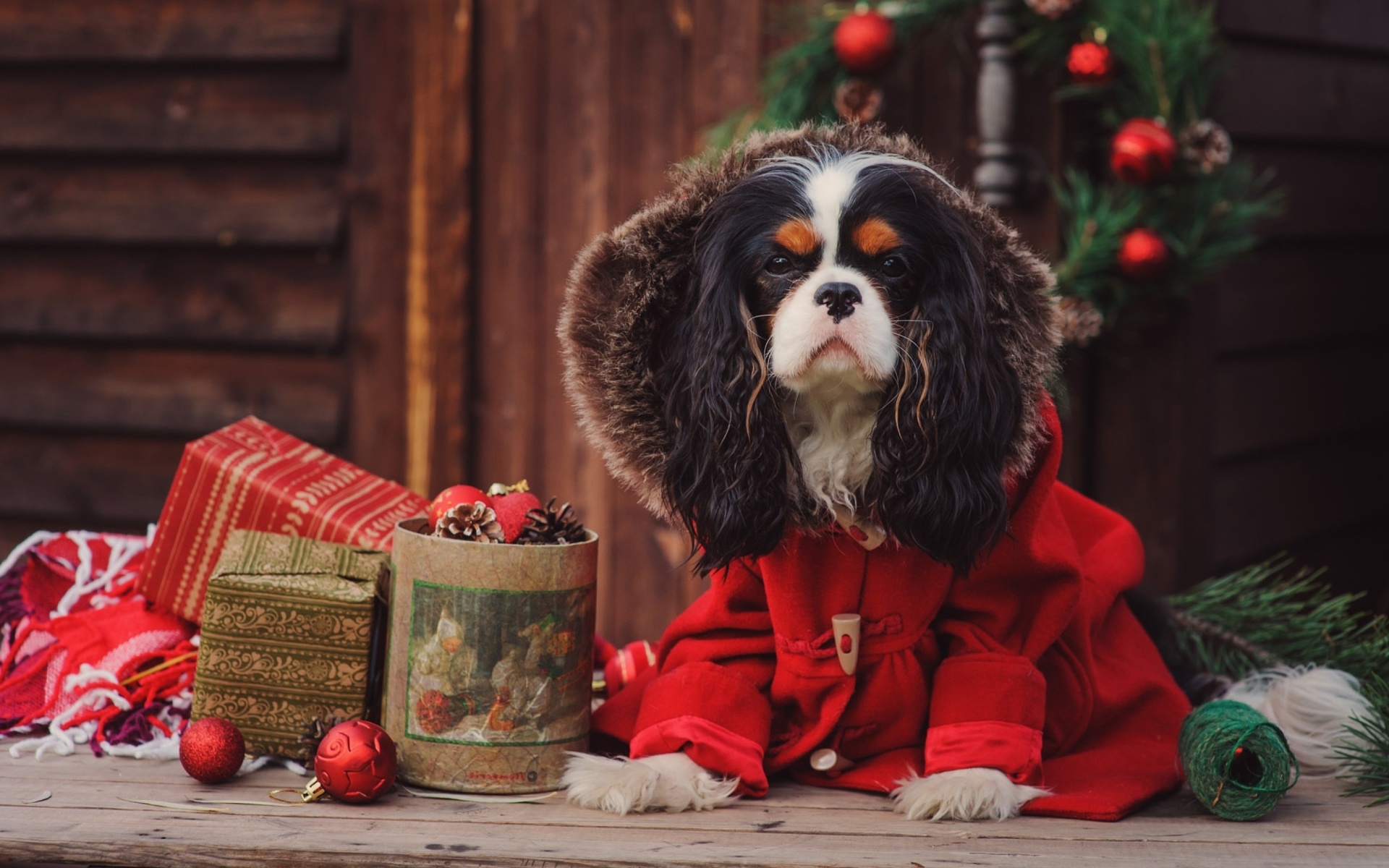 Обои Dog Cavalier King Charles Spaniel in Christmas Costume 1920x1200