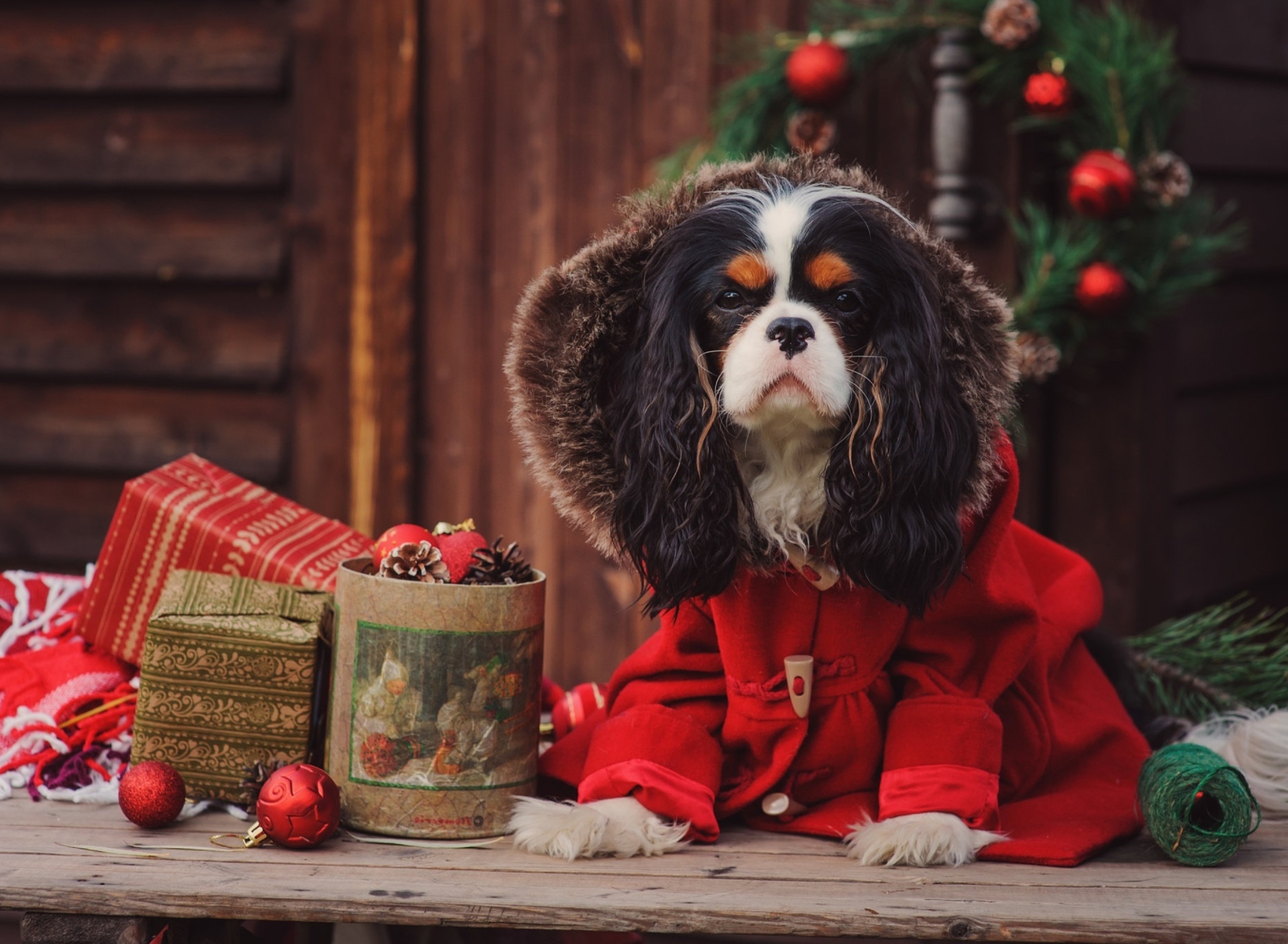Обои Dog Cavalier King Charles Spaniel in Christmas Costume 1920x1408